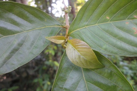 Timonius wallichianus