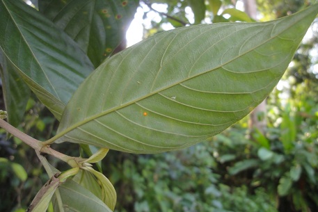 Timonius wallichianus