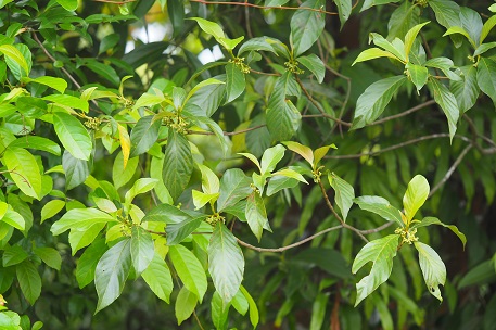 Timonius wallichianus