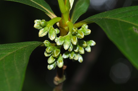 Timonius wallichianus