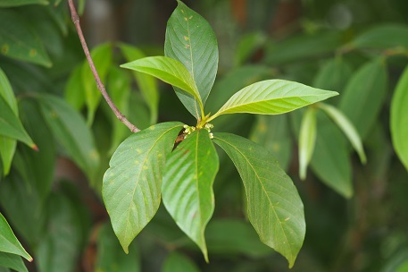 Timonius wallichianus