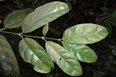 Utania volubilis